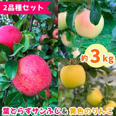 完熟!葉とらずフジと黄色のりんごセット 3kg [0742]
