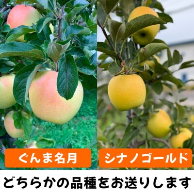 完熟!葉とらずフジと黄色のりんごセット 3kg [0742]
