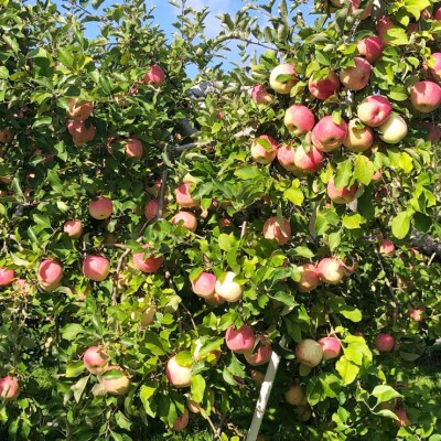 完熟!葉とらずフジと黄色のりんごセット 3kg [0742]