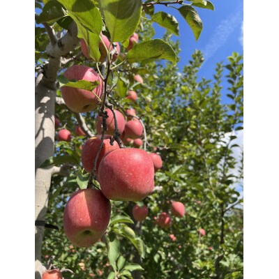 木村農産の贈答りんご約3kg(9～12玉) [0752]