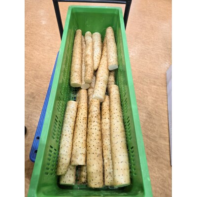 訳あり ながいも 約4kg (洗い)[0943]
