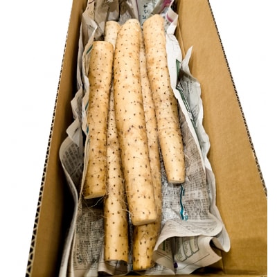 訳あり ながいも 約4kg (洗い)[0943]