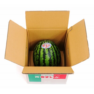 スイカ (中玉) 紅まくら1玉 [0962]