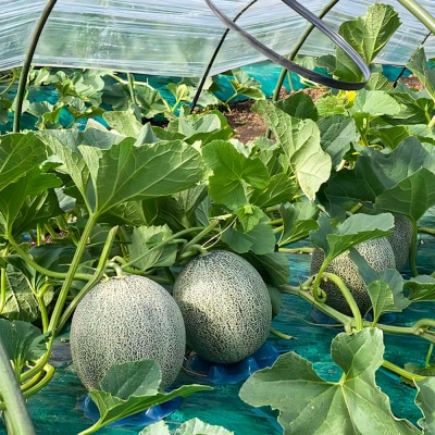 タカミメロン 2玉セット [0836]