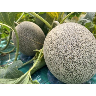 タカミ メロン 約1.8kg×2玉 [0858]