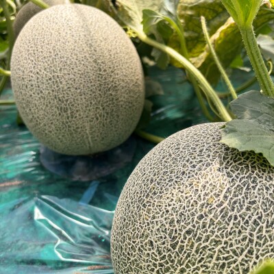タカミ メロン 約1.8kg×2玉 [0858]