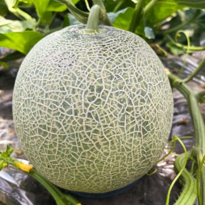 レノン メロン 約1.8kg×2玉 [0859]