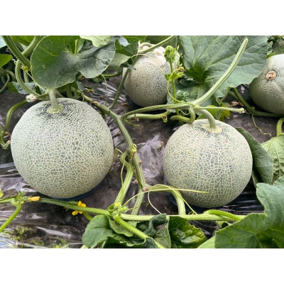レノン メロン 約1.8kg×2玉 [0859]