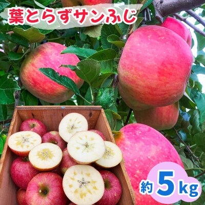 完熟!葉とらずサンふじ 5kg [0891]