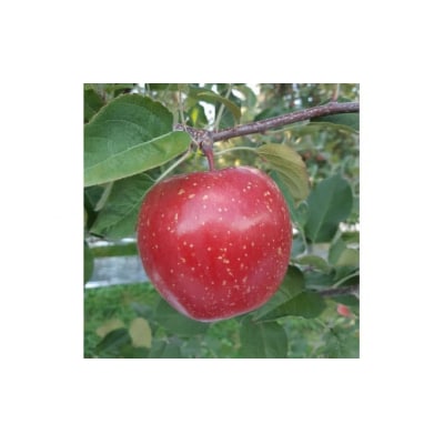 りんご サンふじ 葉取らず 食べきりサイズ 約5kg (20玉から23玉) [0927]