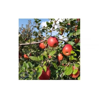 りんご サンふじ 葉取らず 食べきりサイズ 約5kg (20玉から23玉) [0927]