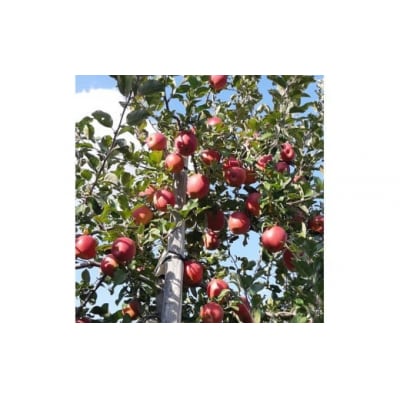 りんご サンふじ 葉取らず 食べきりサイズ 約5kg (20玉から23玉) [0927]