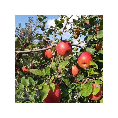 りんご サンふじ 葉取らず 食べきりサイズ 約5kg (20玉から23玉) [0927]