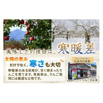 [訳あり] [定期便]  りんご サンふじ 5kg  [1015]