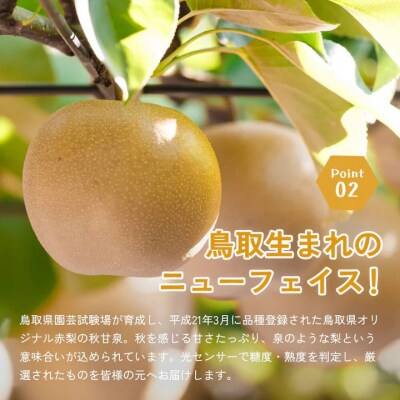 秋甘泉(秀) 5kg(3Lサイズ)(梨・なし)