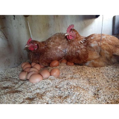 【定期便:6か月】単なる平飼いではないこだの卵『わたしたちのぷらいどたまご』3パック(30個)セット