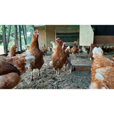 【定期便:12か月】単なる平飼いではないこだわりの卵『わたしたちのぷらいどたまご』3パック(30個)