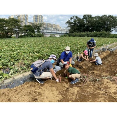 サツマイモ掘り体験チケット(6株分)