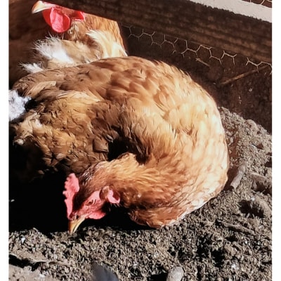 【定期便:6か月】単なる平飼いではない究極の卵『わたしたちのぷらいどたまご』6パック(60個)セット