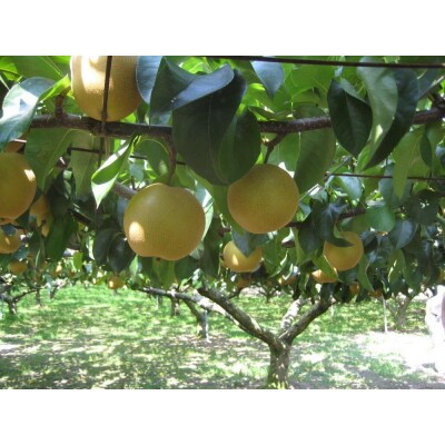 【2026年夏配送】多摩川梨 5Kg 詰め合わせ | 梨 なし 果物 フルーツ 川崎市 オリジナル