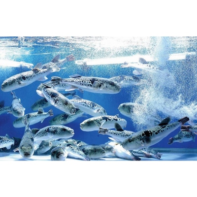 【とらふぐ亭】とらふぐ三昧フルコースお食事券＜2名様分＞【国産高級とらふぐ使用】