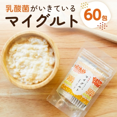 乳酸菌がいきているマイグルト　1g×60包 【kw0134-0068】