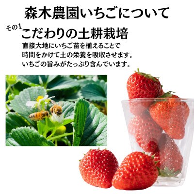 完熟☆濃く甘いちご『紅ほっぺ』 合計2000g以上!【常温発送】