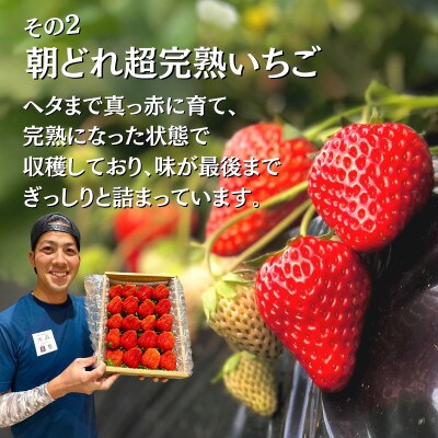 最高の贅沢をあなたに…森木農園の作る『超大粒おいCベリー』4トレイ 合計1800g以上【常温発送】