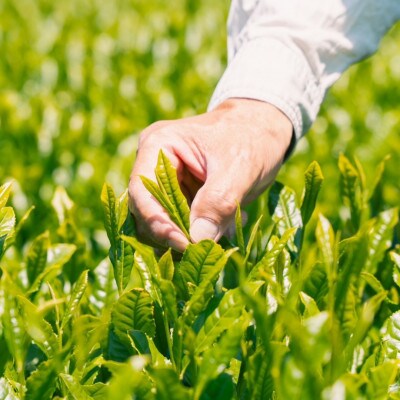 深蒸し茶「なごみ」100g×4本セット