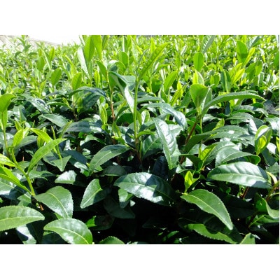 【さとふる限定】2025年静岡牧之原産新茶朝露 100g×10本