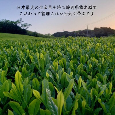 牧之原産 おいしい深蒸し茶ティーバッグ「富士美人」5袋セット