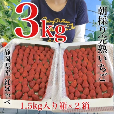 いちご紅ほっぺ朝摘み3kgセット