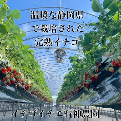 いちご紅ほっぺ朝摘み3kgセット