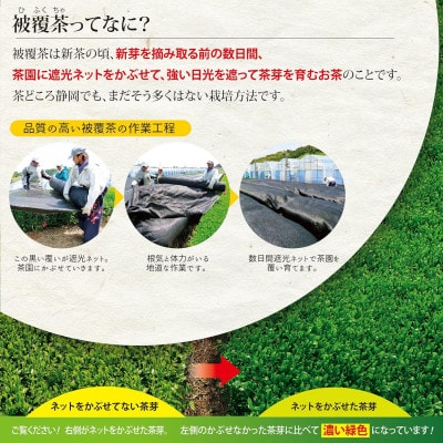 【さとふる限定】ペットボトル用100包　ブランド茶望銀印TP(3.3g×20包)×5袋セット