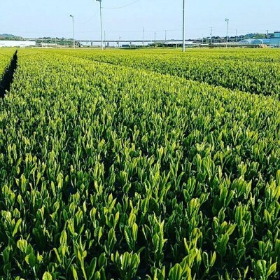 深蒸し茶　味くらべ三種