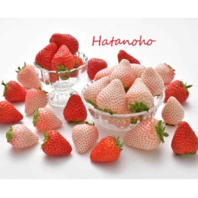 高級紅白いちご　約400gパック×2　白いちご『SweetMikBerry』　赤いちご『紅ほっぺ』
