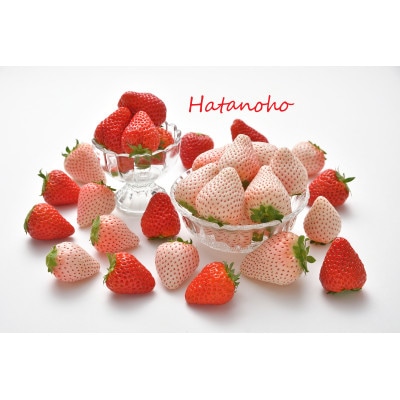 厳選紅白いちご　約400gパック×4　白いちご『SweetMikBerry』　赤いちご『紅ほっぺ』
