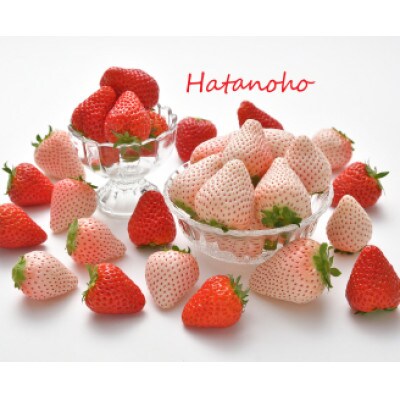 紅ほっぺ　約200g×2パック(計約400g)　静岡県牧之原市産