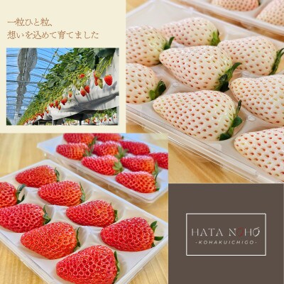 紅白いちご・おうちで楽しむ2色食べ比べセット　静岡県牧之原市産200g×2パック　(計400g以上)