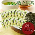 【1.5kg!】深蒸し 牧之原茶100g入×15袋　お茶農家直送　静岡茶