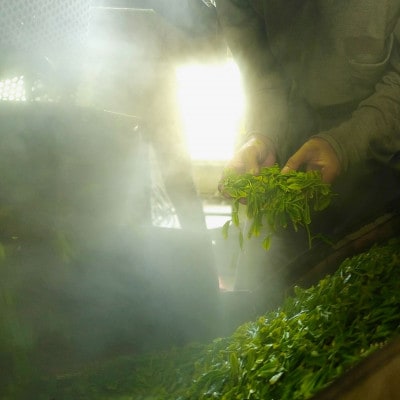 【1.5kg!】深蒸し 牧之原茶100g入×15袋　お茶農家直送　静岡茶
