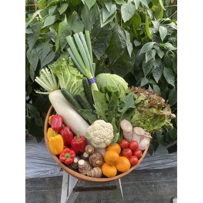 【12品】畑から採りたて発送!静岡厳選野菜セット