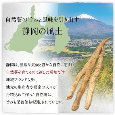 【ZIP!で紹介されました!!】 とろろ 山の貴婦人 牧之原産自然薯使用 300g×3パック