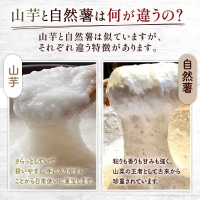 味付けとろろ汁【チューブタイプ】285g×4パック