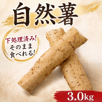 【下処理済み】~海と山に囲まれた自然豊かな大地で育った~ 牧之原産自然薯 じねんじょ 3000g