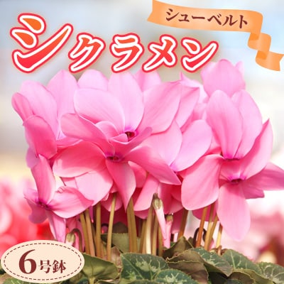 【先行予約】シクラメン6号鉢(シューベルト)　ブルーメあぶくま