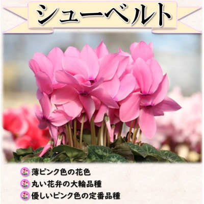 【先行予約】シクラメン6号鉢(シューベルト)　ブルーメあぶくま