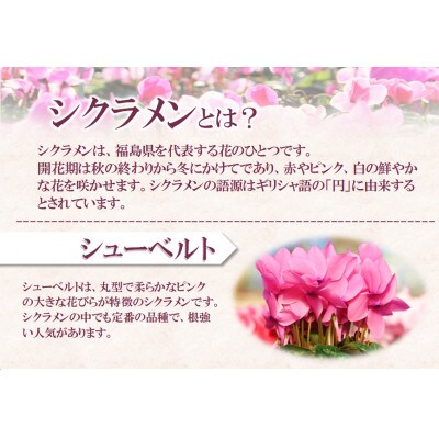 【先行予約】シクラメン6号鉢(シューベルト)　ブルーメあぶくま