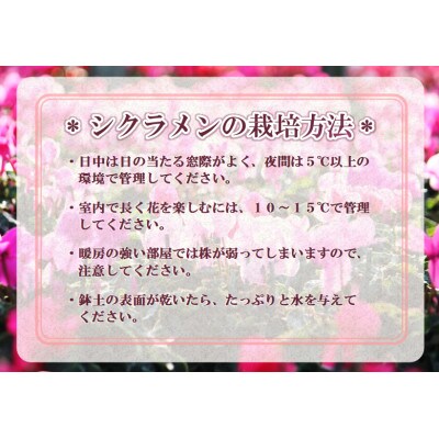 【先行予約】シクラメン6号鉢(シューベルト)　ブルーメあぶくま