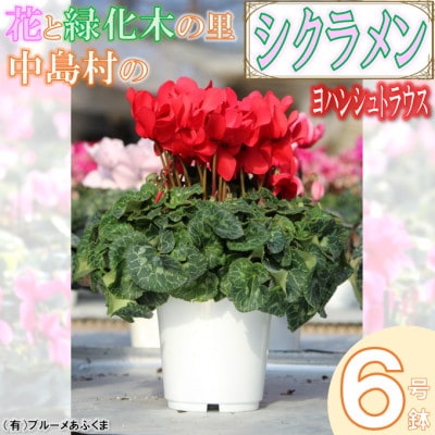 【先行予約】シクラメン6号鉢(ヨハンシュトラウス)　ブルーメあぶくま